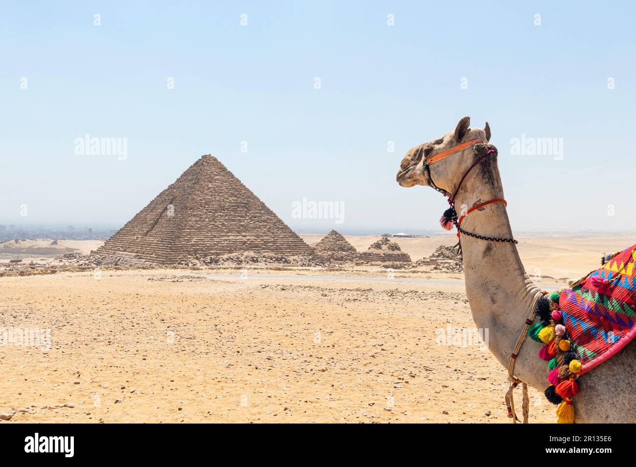Un cammello che guarda una piramide delle grandi piramidi storiche di Giza, una delle sette meraviglie del mondo, Giza - Egitto Foto Stock