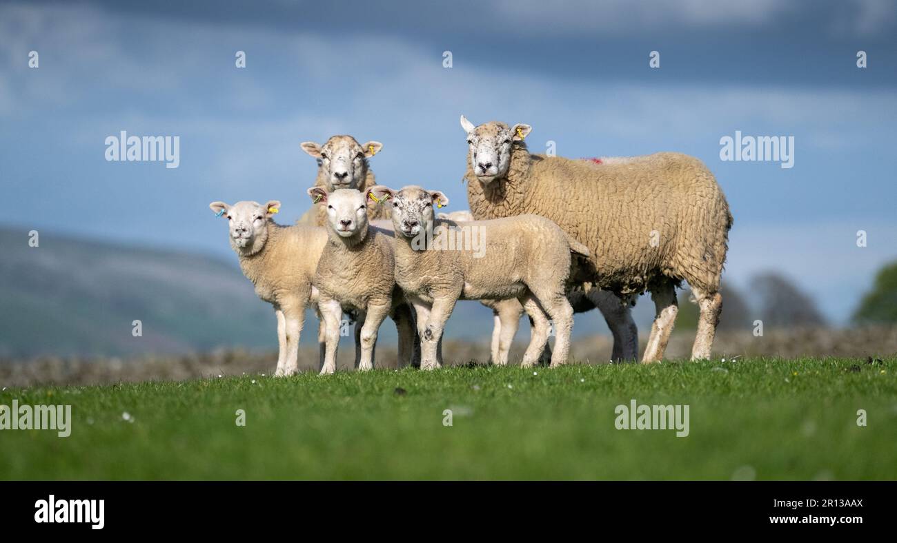 Texdale pecora, una pecora ibrida crossbred di un'pecora paledale sorrita da un montone di texel, con agnelli a piedi su un pascolo di alto livello. North Yorkshire, Regno Unito. Foto Stock