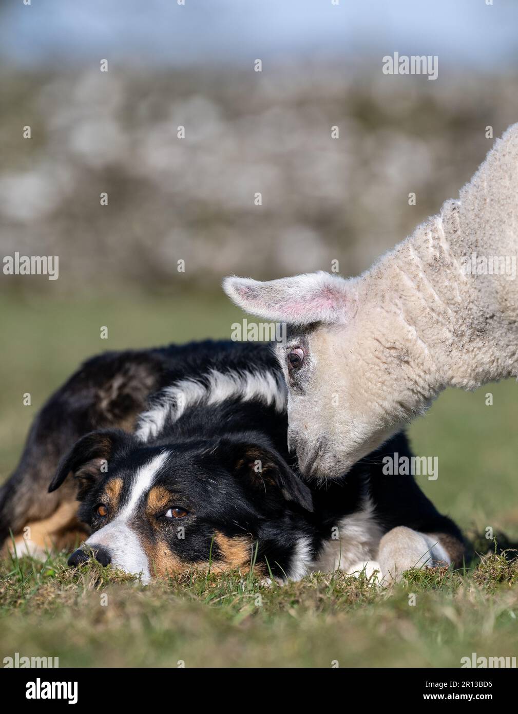 Agnelli giovani che si avvicinano ad un cane da pastore Collie di confine per avere un'occhiata più da vicino. North Yorkshire, Regno Unito. Foto Stock