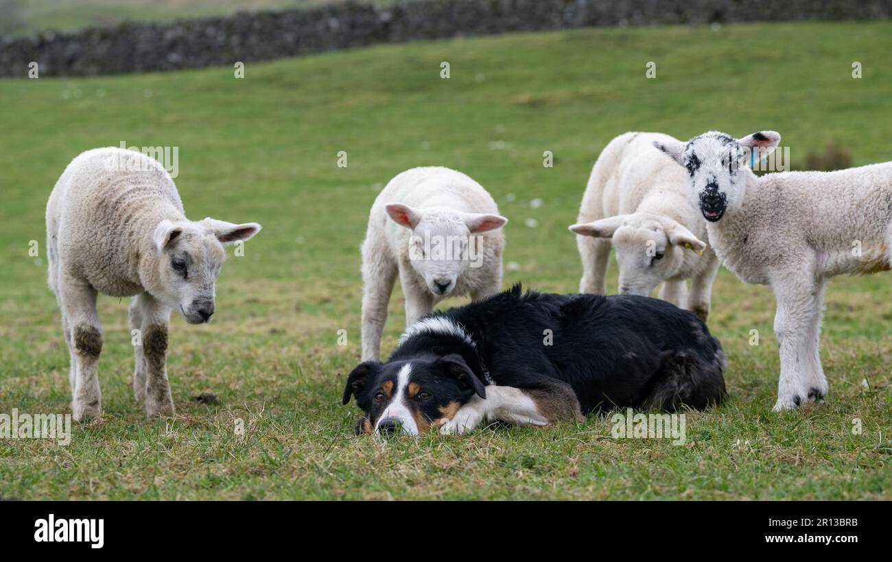 Agnelli giovani che si avvicinano ad un cane da pastore Collie di confine per avere un'occhiata più da vicino. North Yorkshire, Regno Unito. Foto Stock