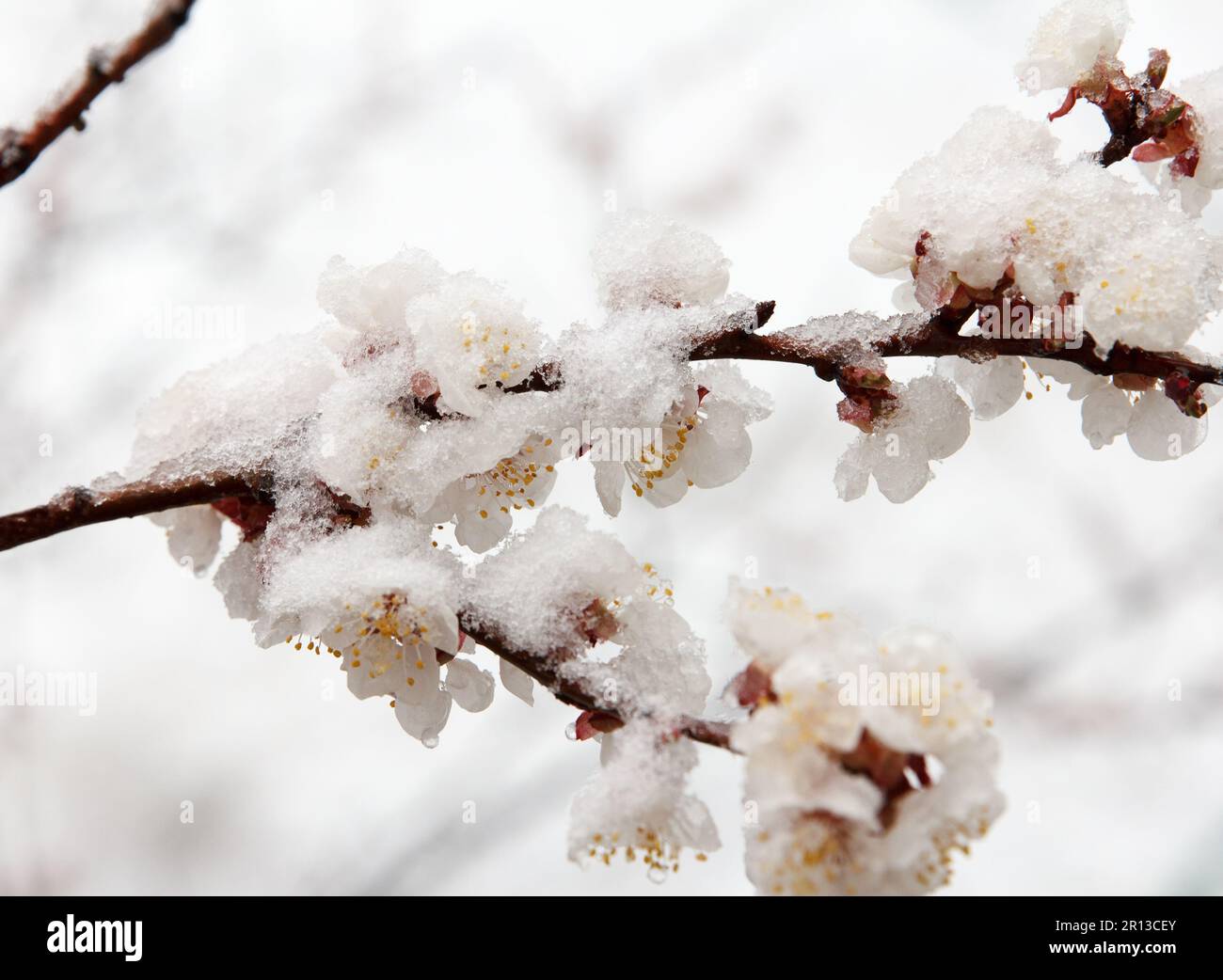 Un forte scatto freddo con pioggia e neve cadde su un albero di albicocca, che fiorì con densi fiori bianchi nel giardino in primavera. Gelate nel mese di aprile, c Foto Stock