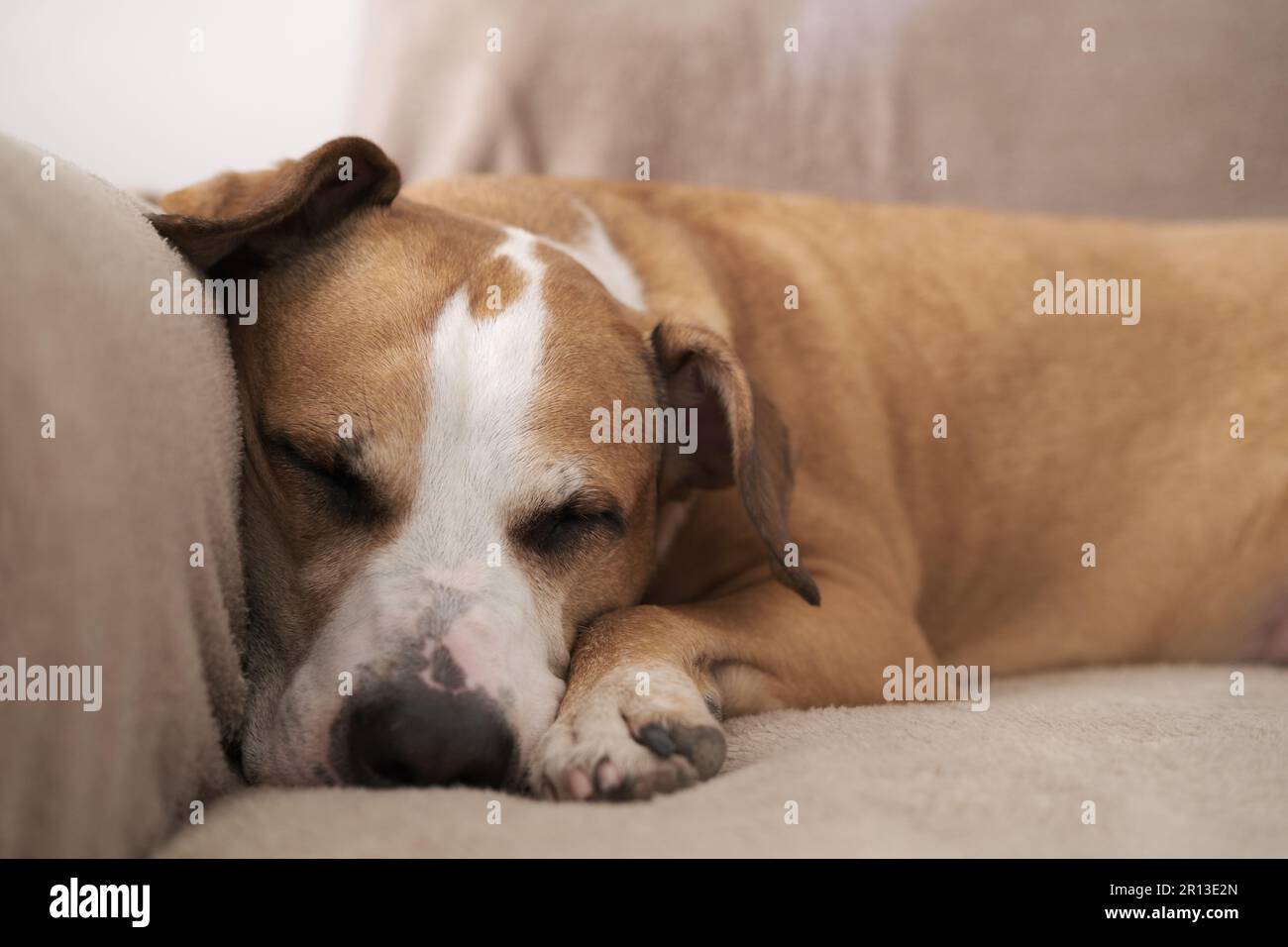 Ritratto di un cane che dorme su un divano in luce naturale. Sonnolento stuccatore di corriere staffordshire, sognando ad occhi aperti, facendo un pisolino pomeridiano Foto Stock