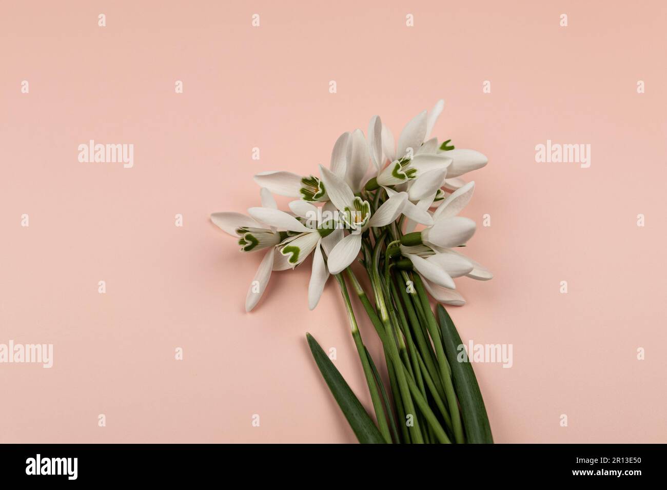 Vista dall'alto di gocce di neve bianche su sfondo rosa. Fiori primaverili giacitura piatta, spazio copia. Foto Stock