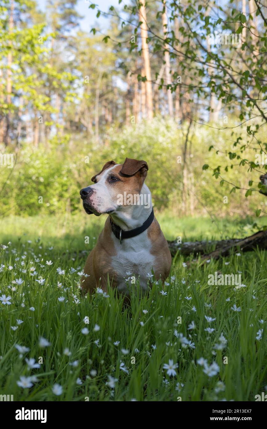 Bel ritratto di cane su erba verde e fiori in fiore carino in primavera. Senior staffordshire terrie, dove il tempo primaverile è all'aperto Foto Stock