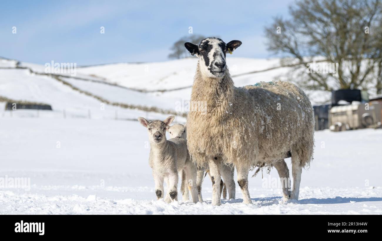 Il nord dell'Inghilterra mule ewes con gli agnelli sfidano le condizioni di inverno in una fattoria di montagna vicino Hawes in Wensleydale, proprio nel cuore dello Yorkshire da Foto Stock
