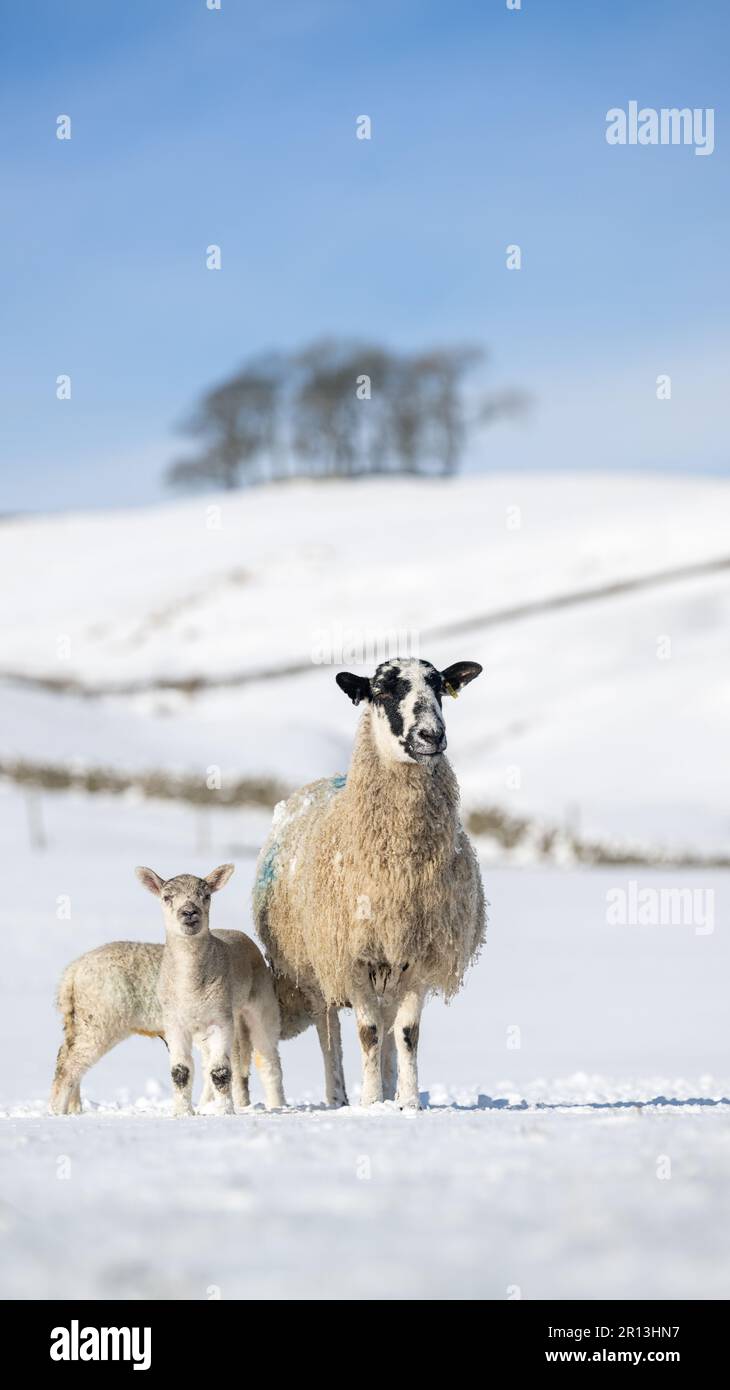 Il nord dell'Inghilterra mule ewes con gli agnelli sfidano le condizioni di inverno in una fattoria di montagna vicino Hawes in Wensleydale, proprio nel cuore dello Yorkshire da Foto Stock