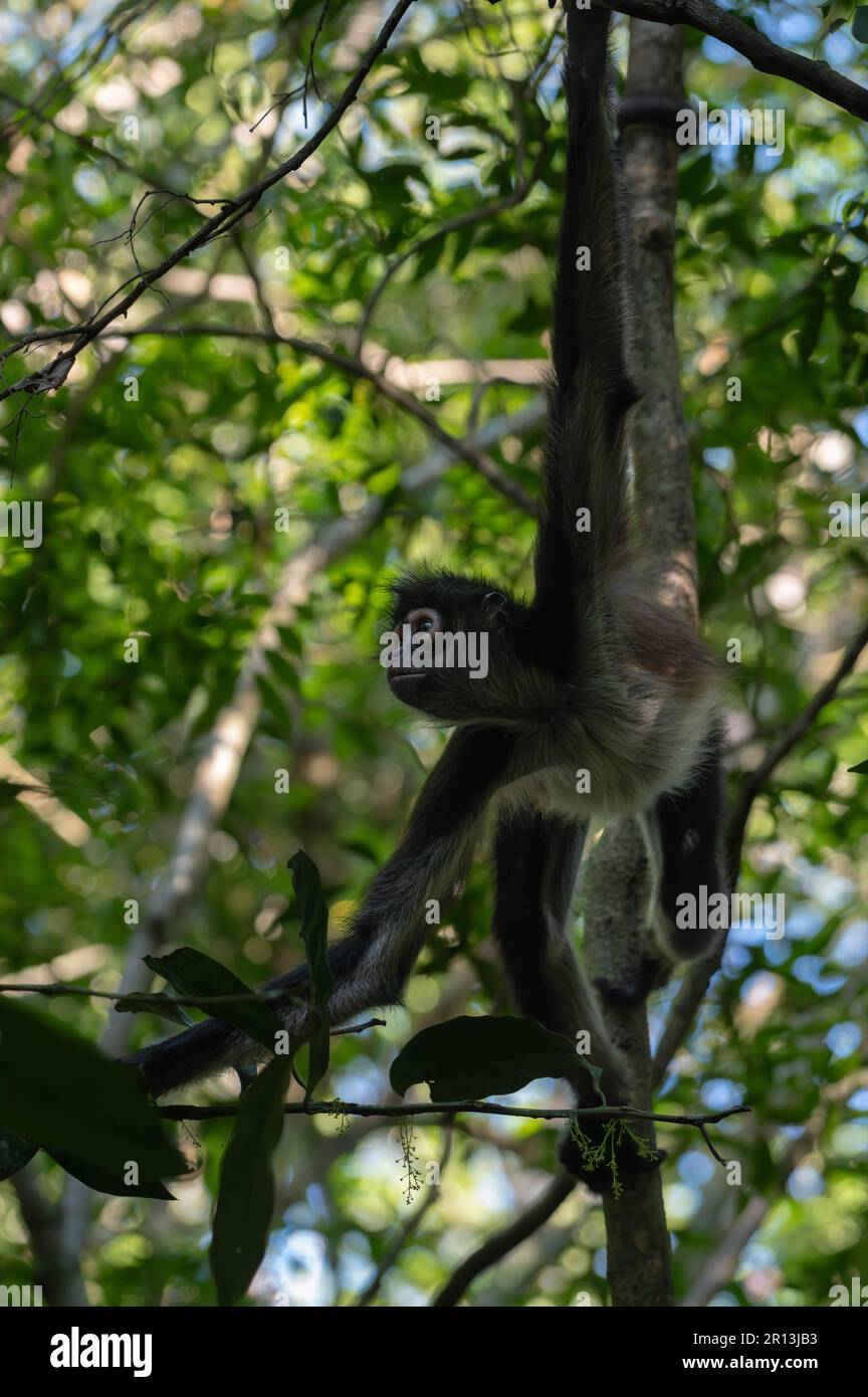 Un maschio adulto Ma'ax, o scimmia ragno Yucatan (Ateles geofroyi yucatanensis) da Quintana Roo, México. Foto Stock