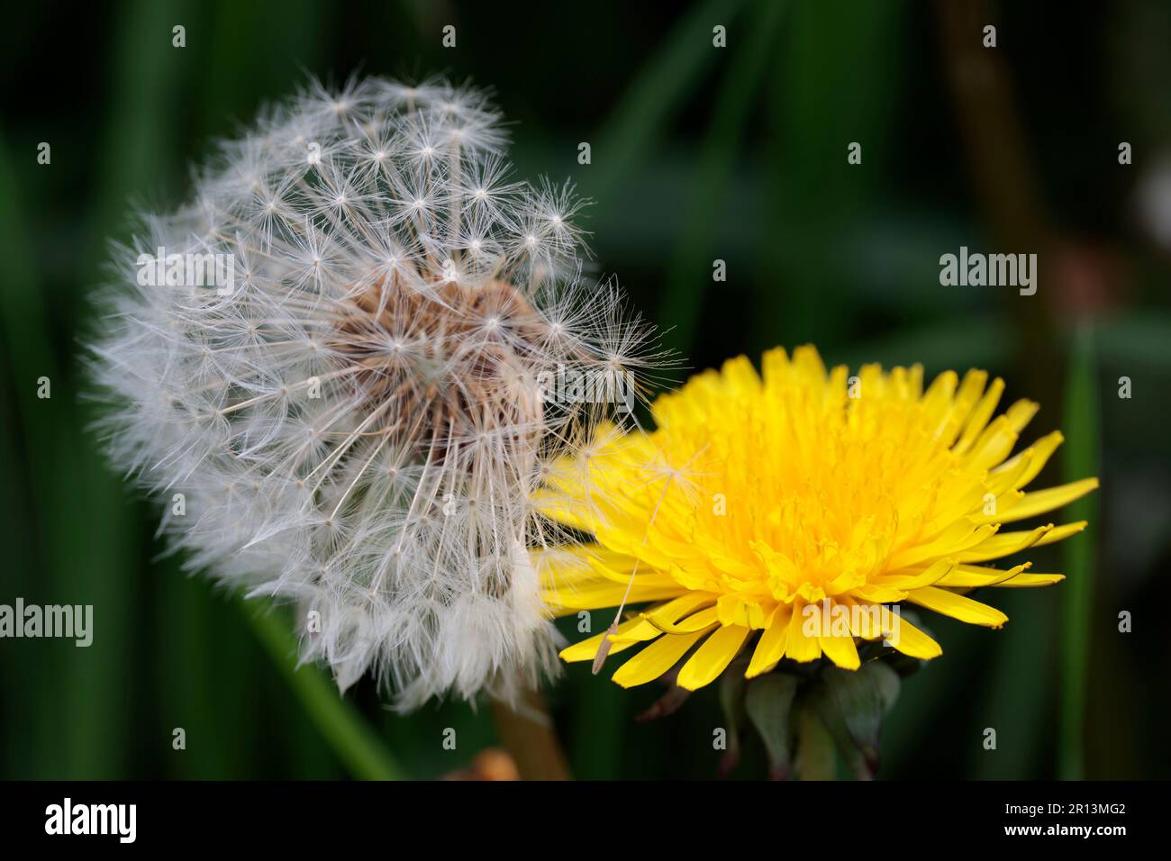 Dandylion Taraxacum officinale, fiore giallo perenne e l'orologio gocciolando semi lobed le foglie a forma di cucchiaio forma di una rosetta basale copia spazio hi res Foto Stock