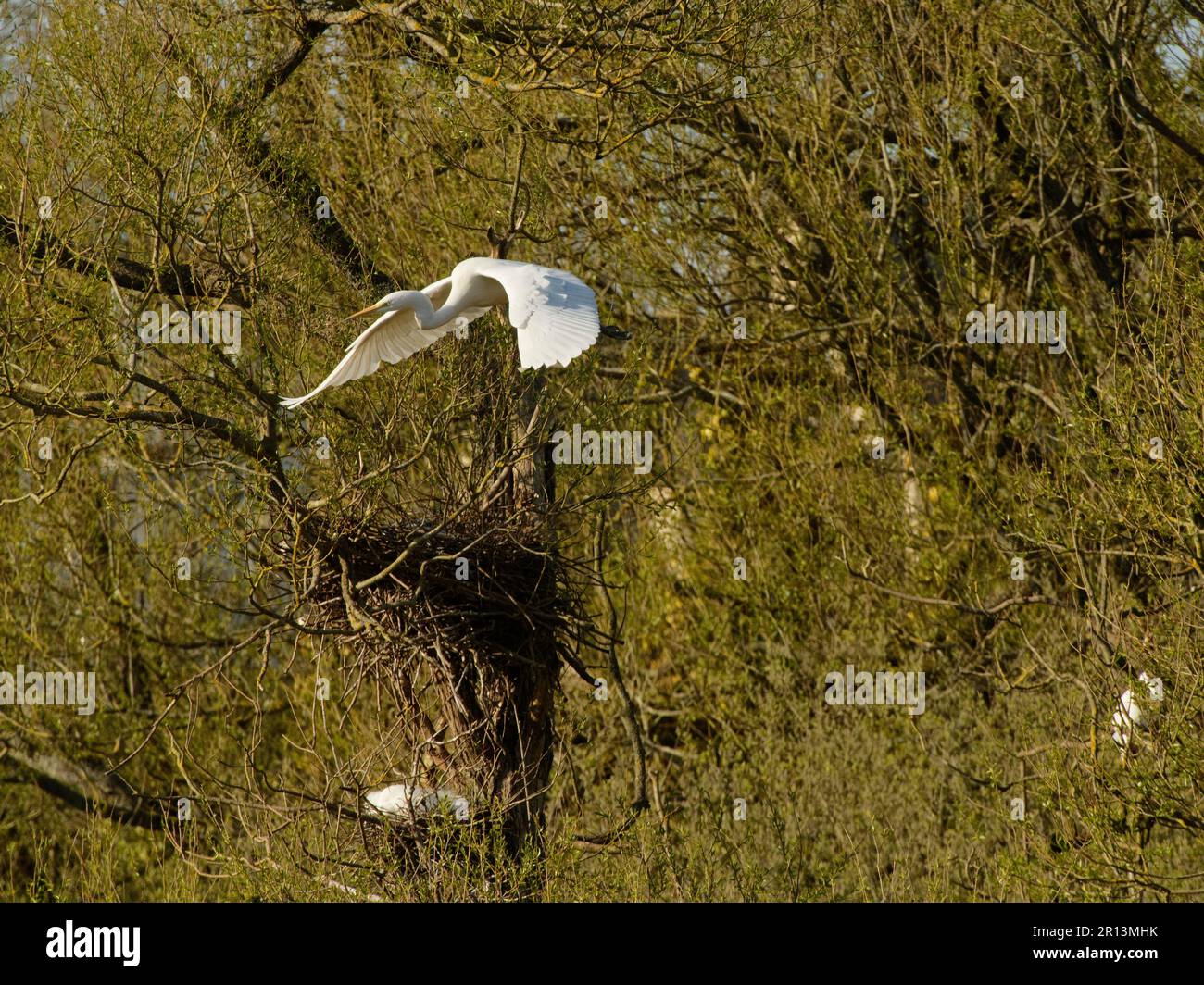 Grande grecata bianca (Ardea alba) decollo da un albero di Willow dove piccoli grecetti (Egretta garzetta) sono nidificanti, Magor Marsh, Galles, Regno Unito, aprile. Foto Stock