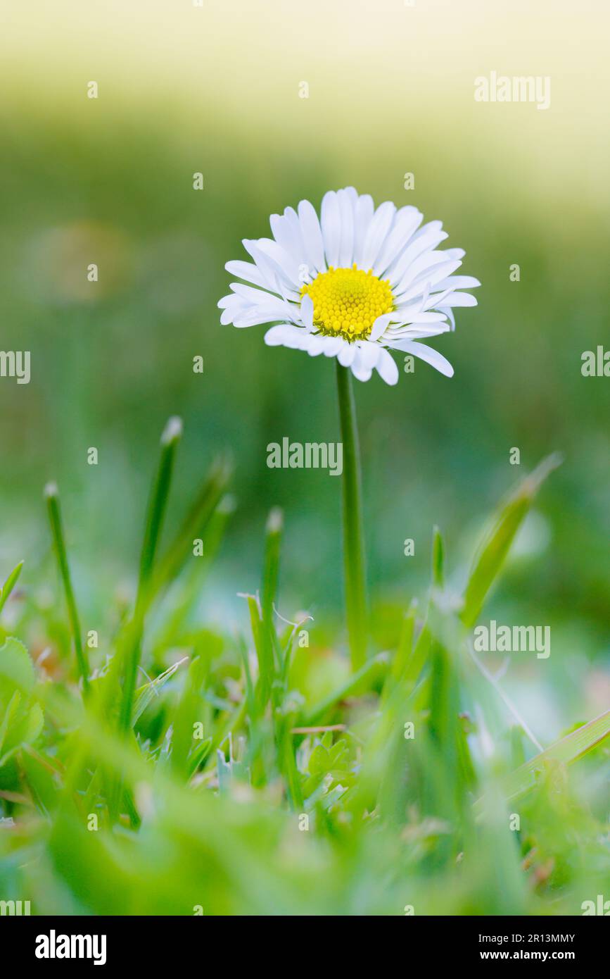 Macro fotografia di una margherita Foto Stock