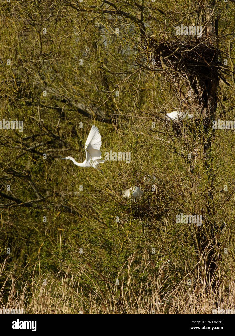 Piccola gretta (Egretta garzetta) che decolora dal suo nido all'interno di una colonia di Willow Trees, Magor Marsh, Gwent Levels, Monmouthshire, Galles, Regno Unito, aprile. Foto Stock