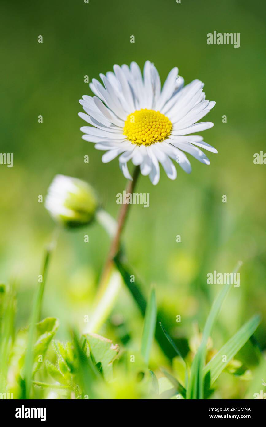 Macro fotografia di una margherita Foto Stock