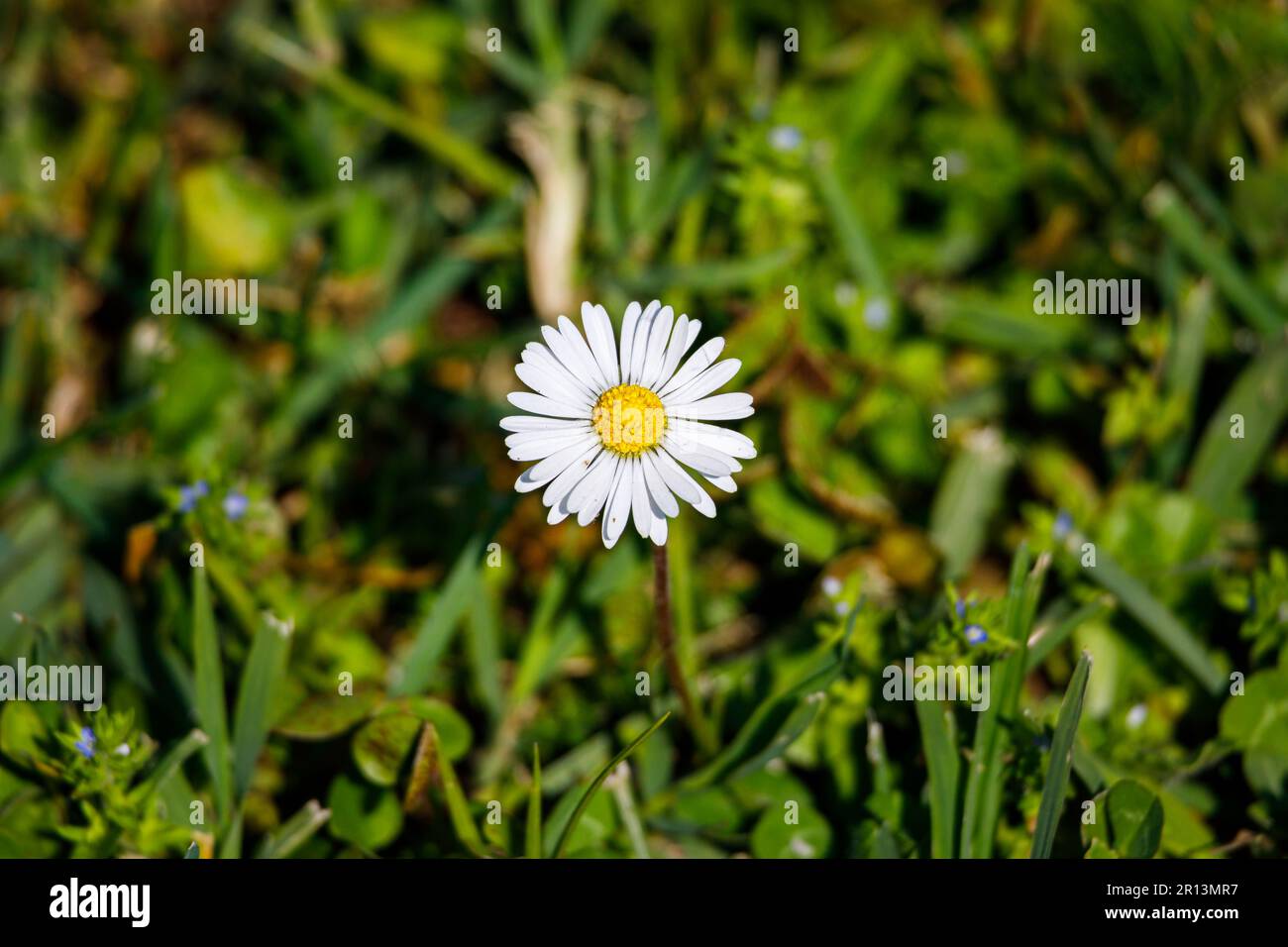 Macro fotografia di una margherita Foto Stock