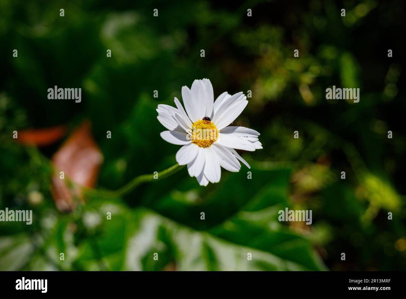 Macro fotografia di una margherita Foto Stock