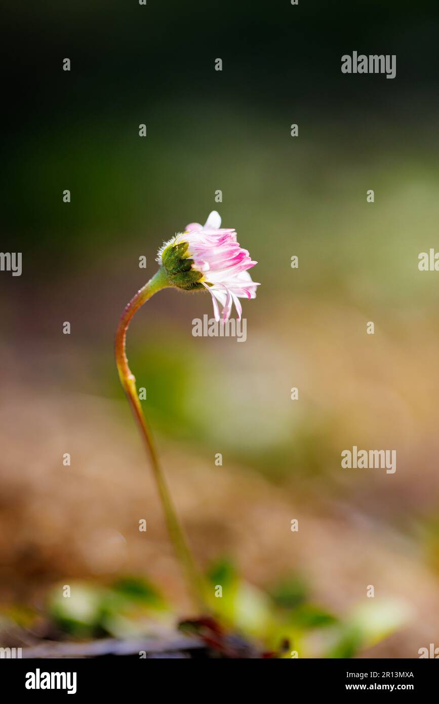 Macro fotografia di una margherita Foto Stock