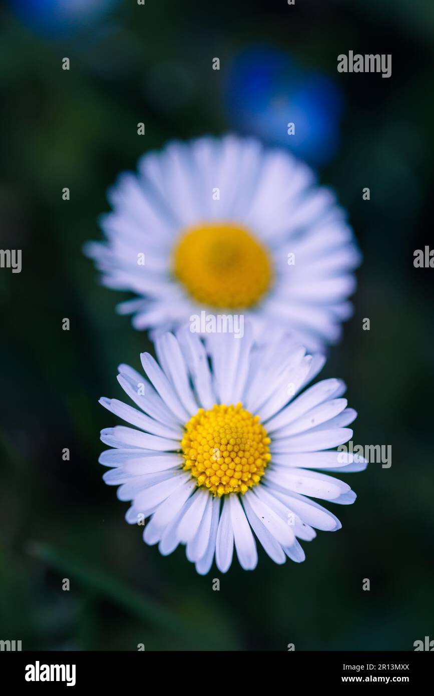 Macro fotografia di una margherita Foto Stock