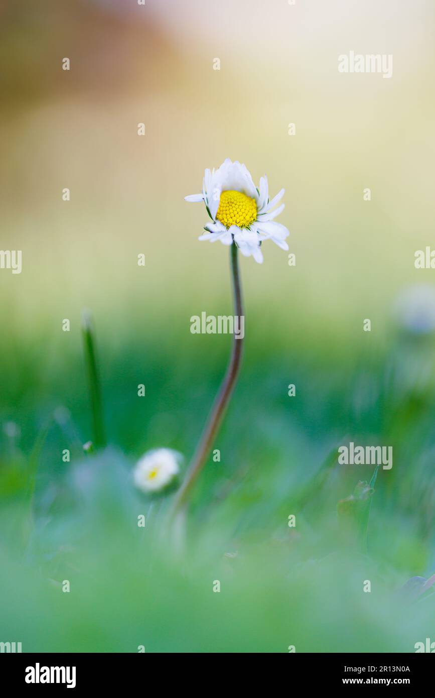 Macro fotografia di una margherita Foto Stock