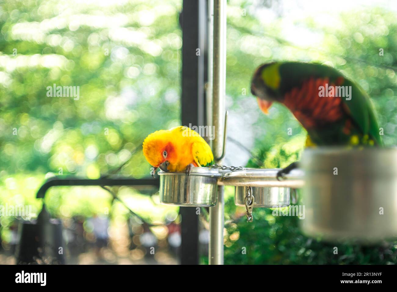 Pappagallo, budgies sono bei primo piano del pappagallo che si ergono su sfondo nero Foto Stock