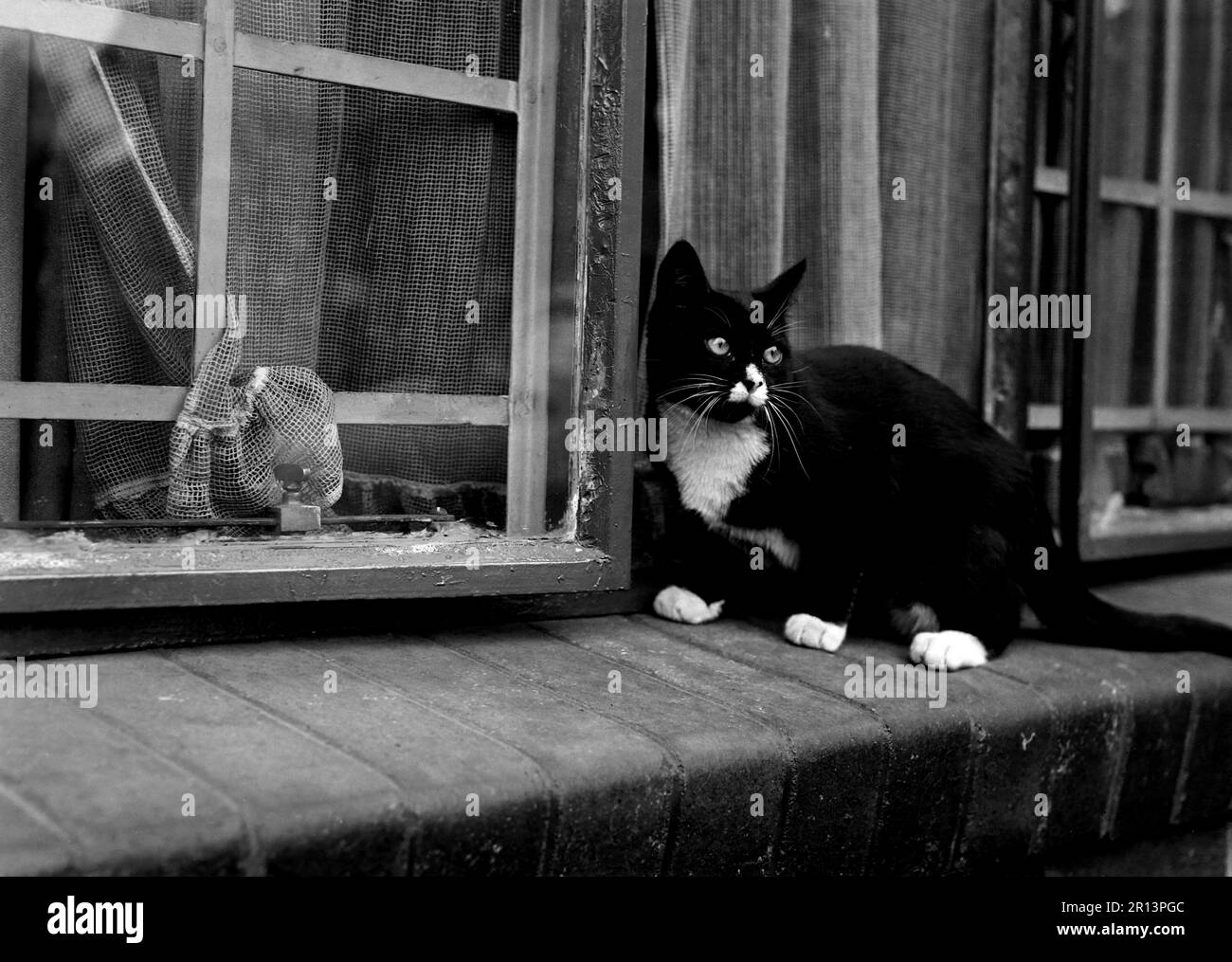Gatto bianco e nero chiamato Kitchy-Koo, Johannesburg, Sud Africa. Foto Stock