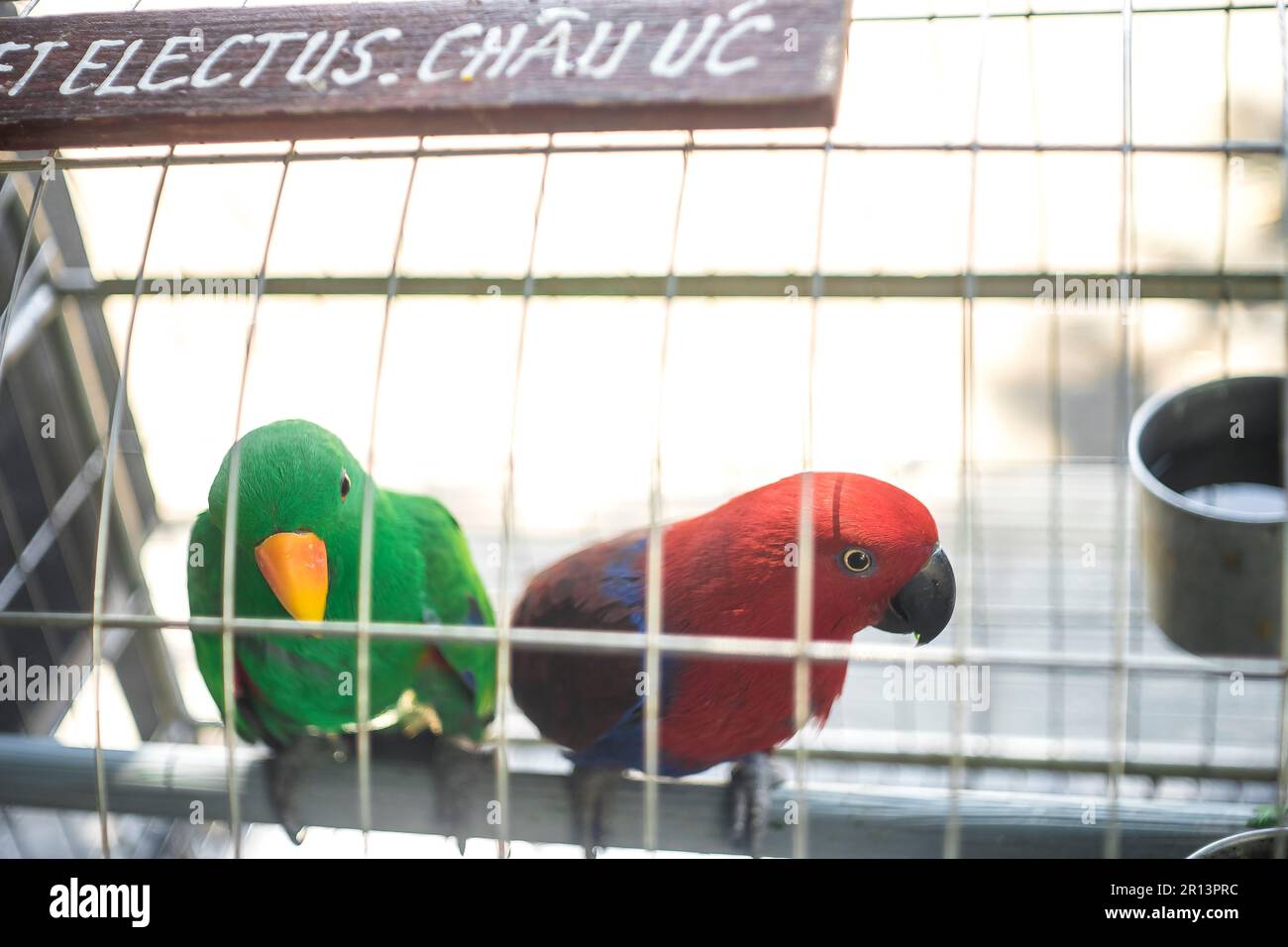 Pappagallo, budgies sono bei primo piano del pappagallo che si ergono su sfondo nero Foto Stock