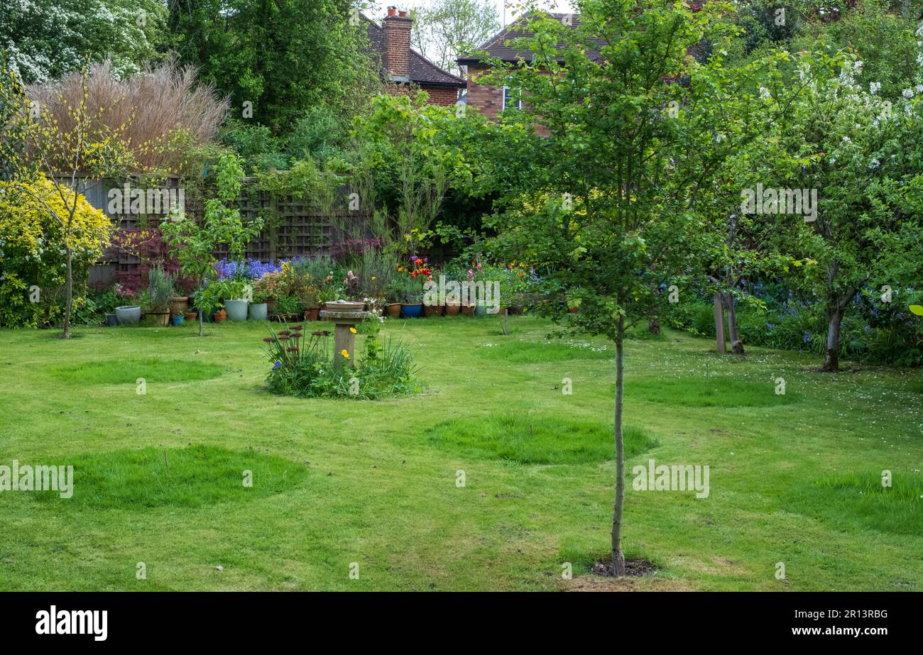 No Mow maggio: Cerchi di erba lasciato intatto in un giardino suburbano a Pinner, nel nord di Londra, Regno Unito. L'erba lunga attrae la fauna selvatica ed è buona per la biodiversità Foto Stock