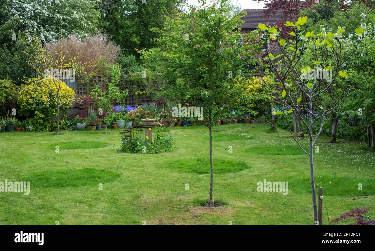 No Mow maggio: Cerchi di erba lasciato intatto in un giardino suburbano a Pinner, nel nord di Londra, Regno Unito. L'erba lunga attrae la fauna selvatica ed è buona per la biodiversità Foto Stock