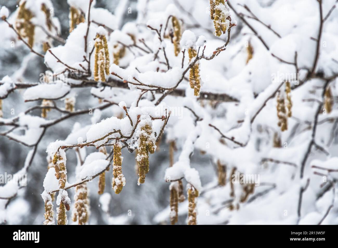 Rami innevati di cespuglio di nocciola, corylus avellana, nocciola comune Foto Stock