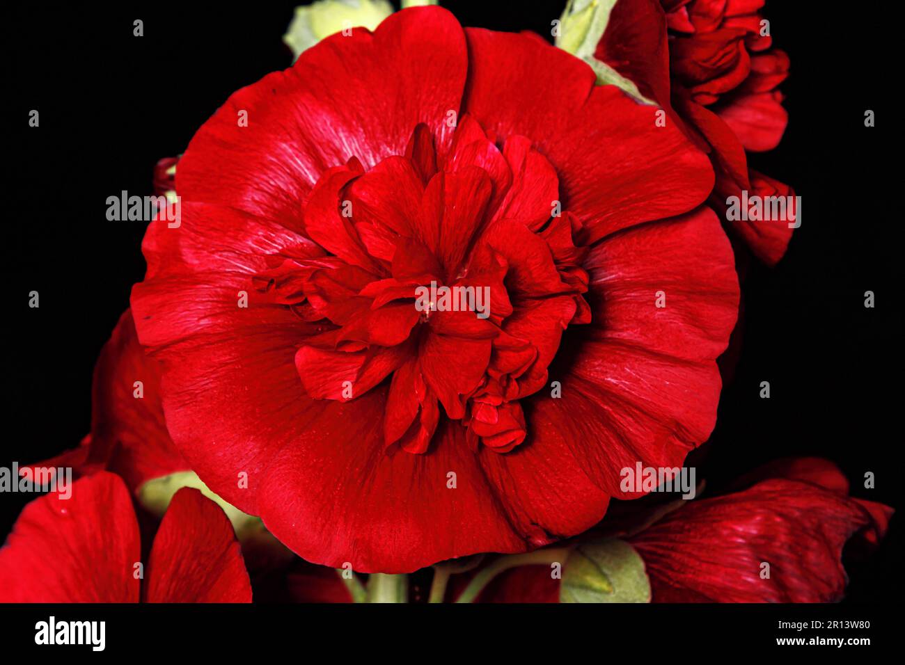 Malva terry reale. Primo piano di un fiore rosso Foto Stock