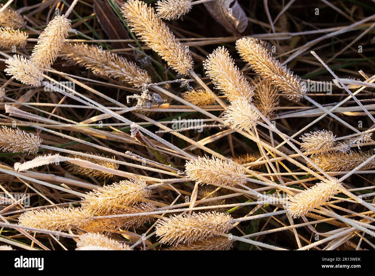 Alghe di Foxtail gelide Foto Stock