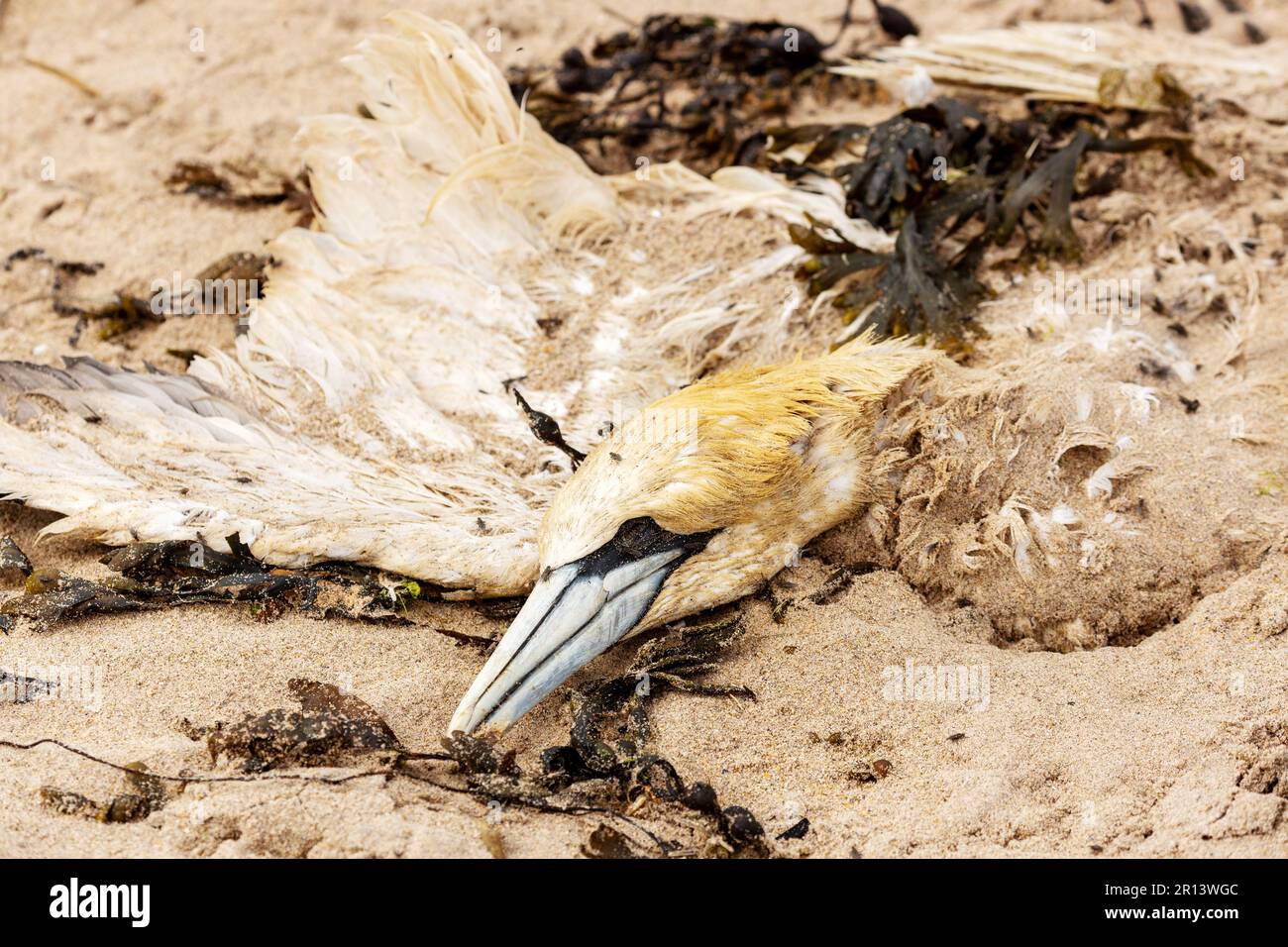 Un Gannet morto che giace su una spiaggia sabbiosa nel nord di Berwick Scozia Foto Stock