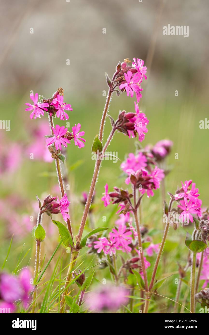 La silene dioica, nota come campion rosso e mosca di gatto rossa, è una pianta erbacea fiorita della famiglia delle Caryophyllaceae Foto Stock