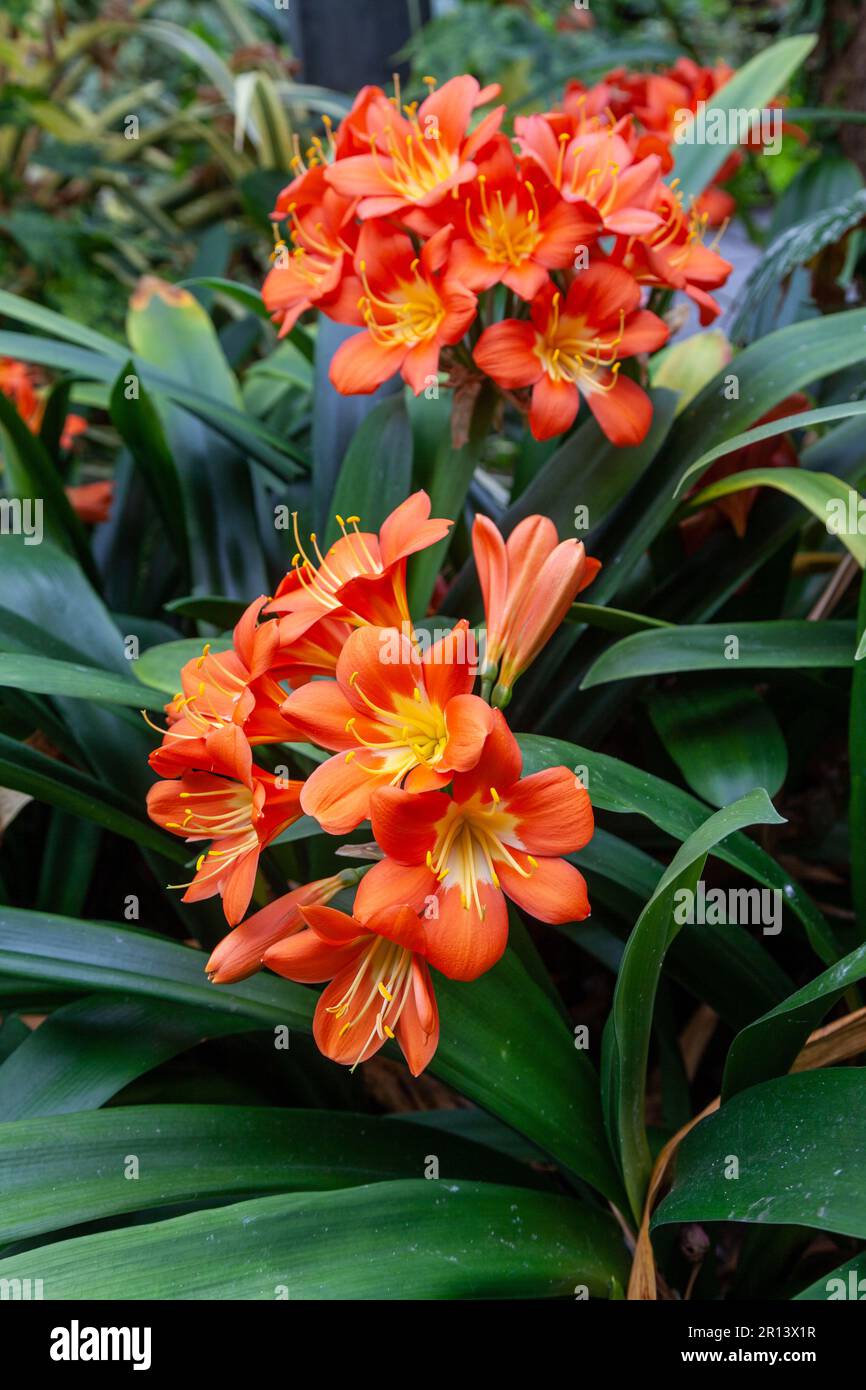 La Clivia minata è una specie di pianta appartenente alla famiglia delle Amaryllidaceae Foto Stock