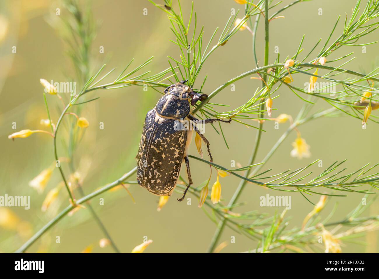 Un grosso scarabeo (Polyphylla fullo) seduto su una pianta, giorno di sole in estate nel nord della Francia Foto Stock