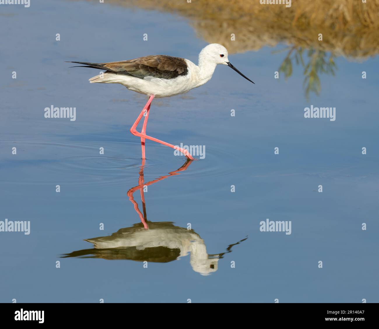 Palafitte con alette nere, Himantopus himantopus, con lunghe gambe rosa che si aggirano attraverso acque calme, imaging a specchio, Gran Canaria, Spagna Foto Stock