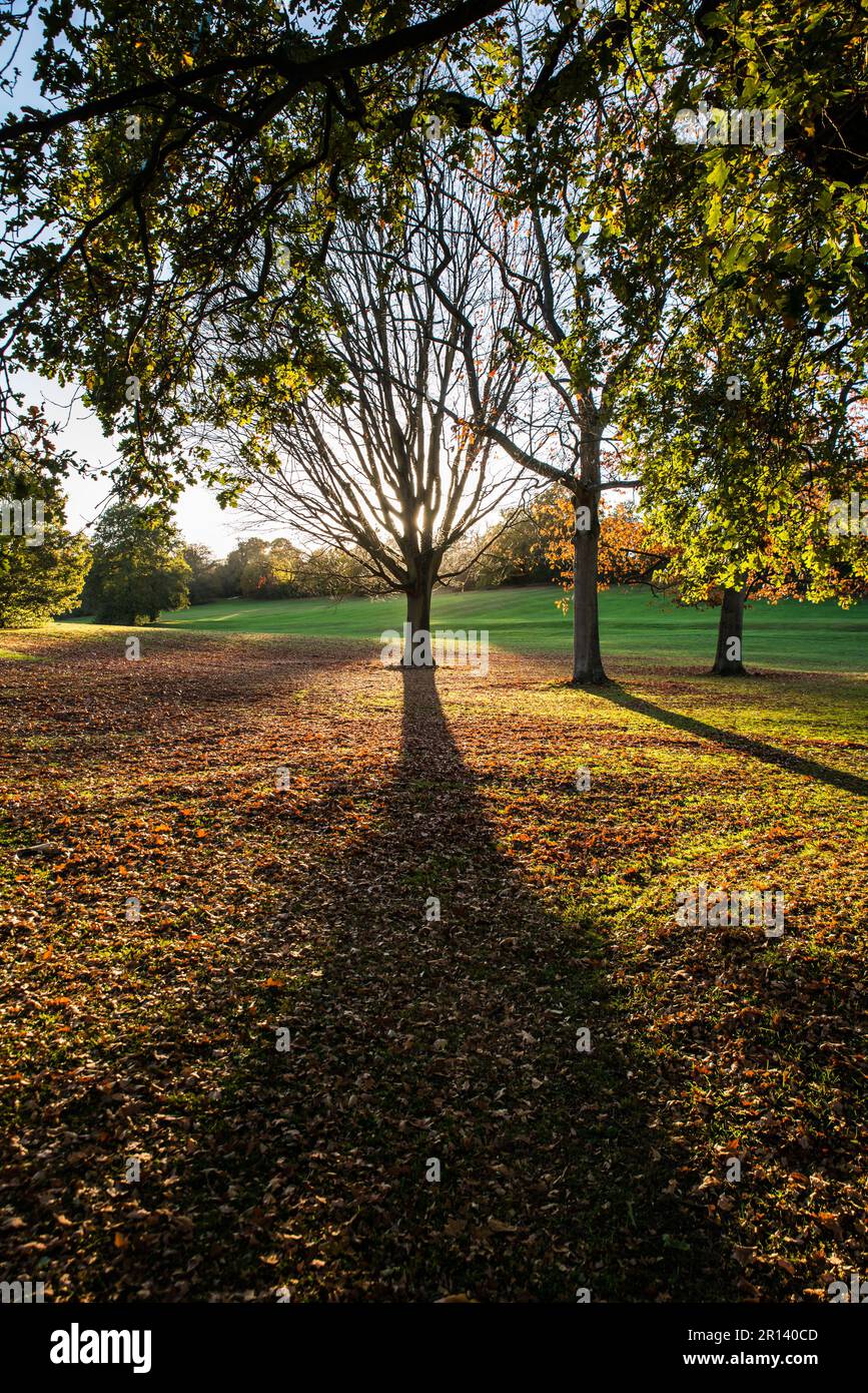 Ombre di alberi gettate dal basso sole autunnale a Darley Park, Derby, Derbyshire, Inghilterra Foto Stock