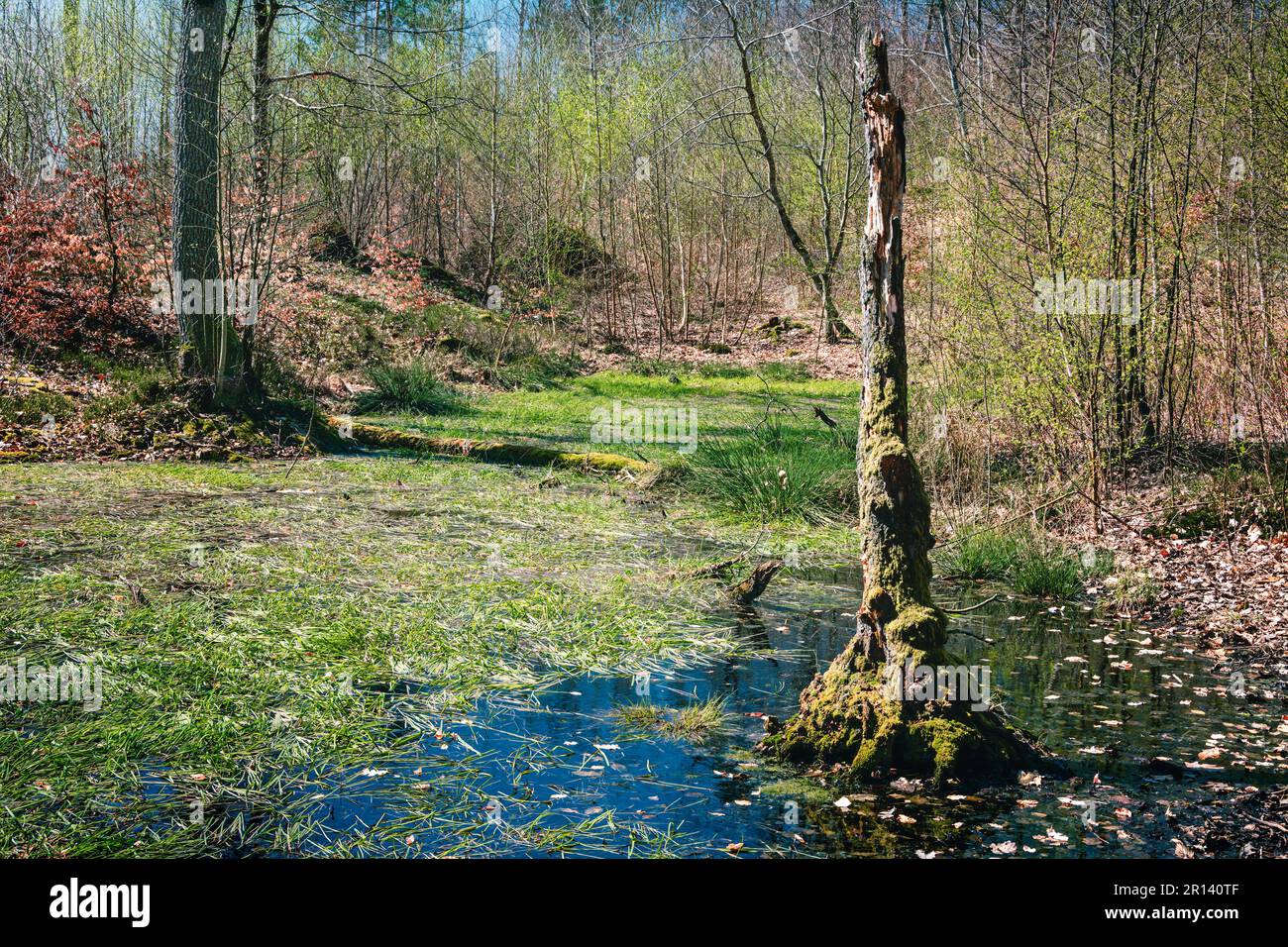 Mattina sulla palude - foresta vicino a Żakowo, Kaszuby, Polonia Foto Stock