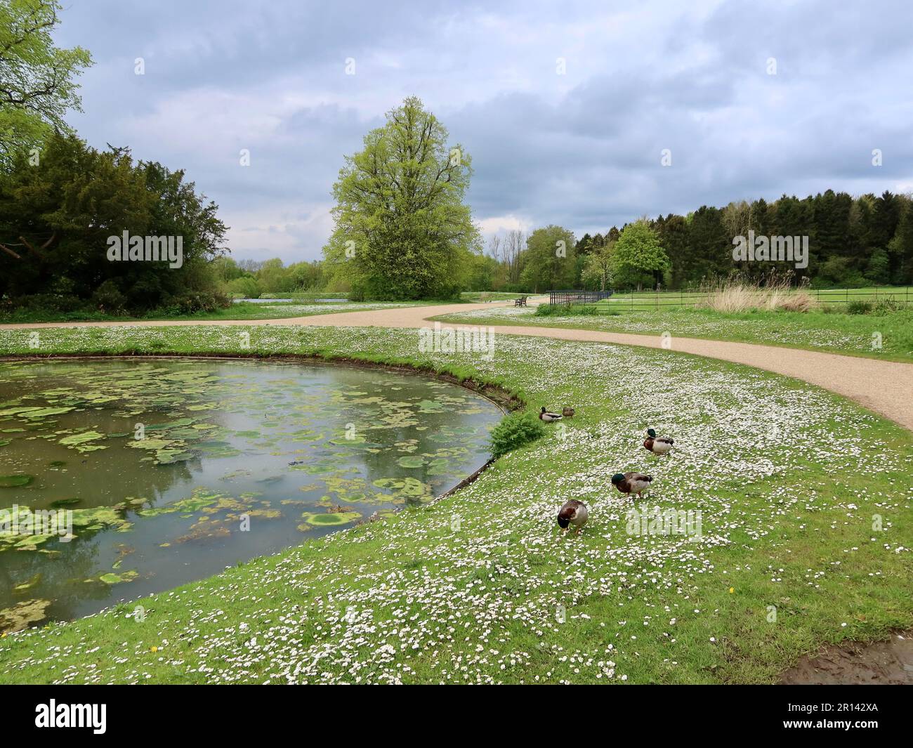 Hardwick Hall Country Park, Sedgefield, Co Durham, Regno Unito - 11 Maggio 2023 : luminoso pomeriggio primaverile nel parco. Stagno, anatre e margherite. Foto Stock