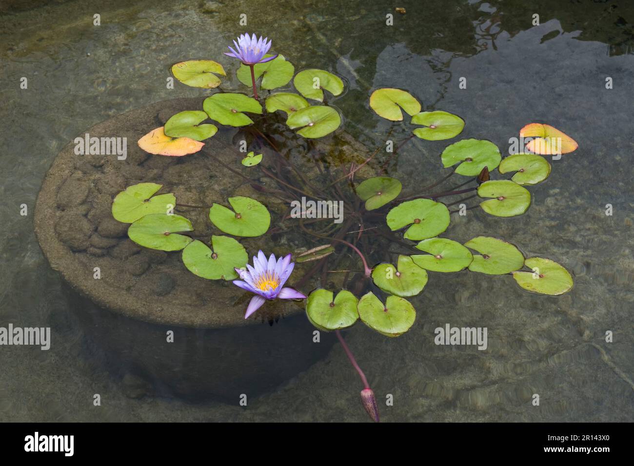 La pianta di loto coltivata nello stagno con le foglie verdi che galleggiano sulla superficie dell'acqua fiorì in fiori viola luminosi in autunno Foto Stock