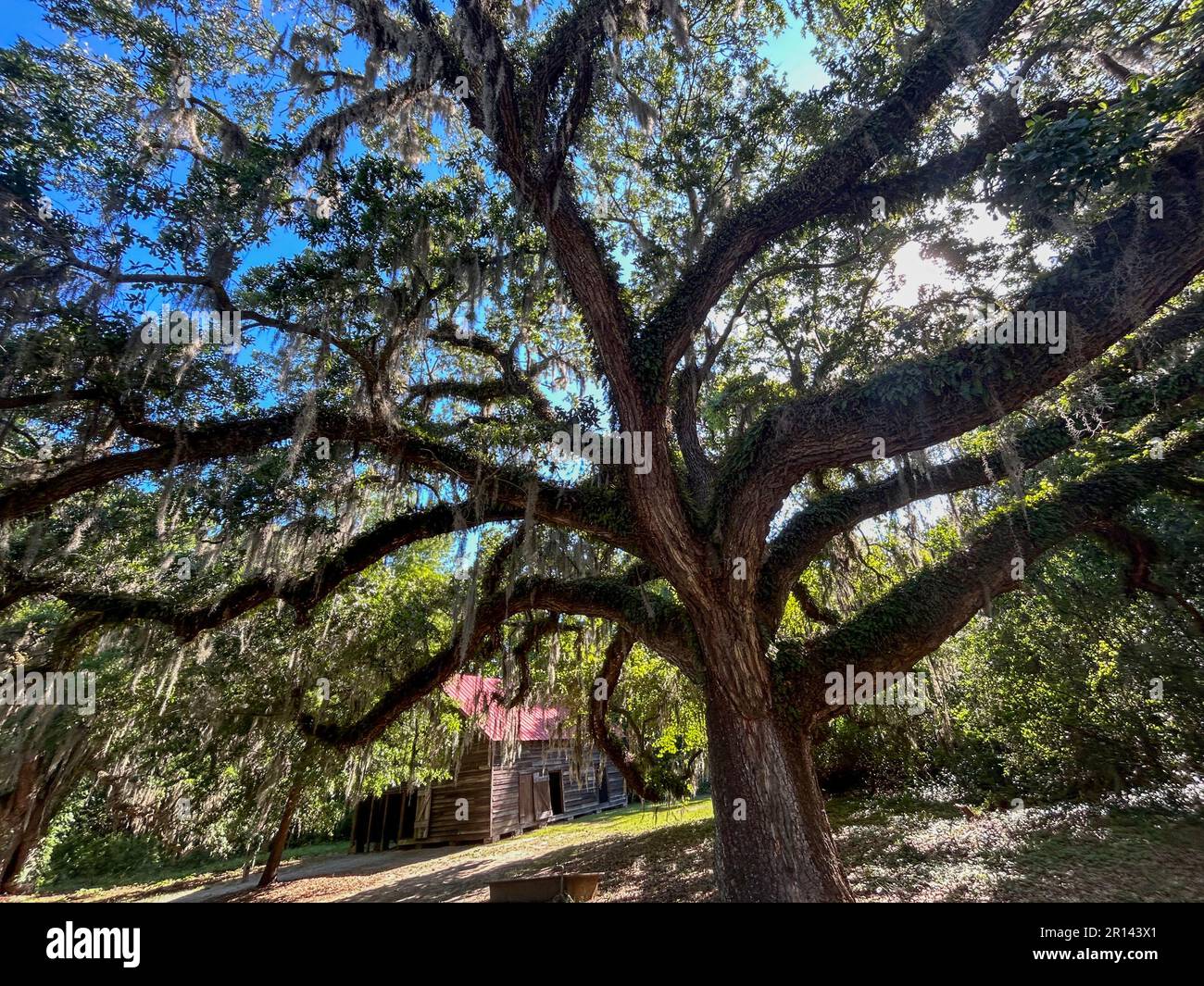 Sito storico McLeod Plantation, Charleston, South Carolina Foto Stock