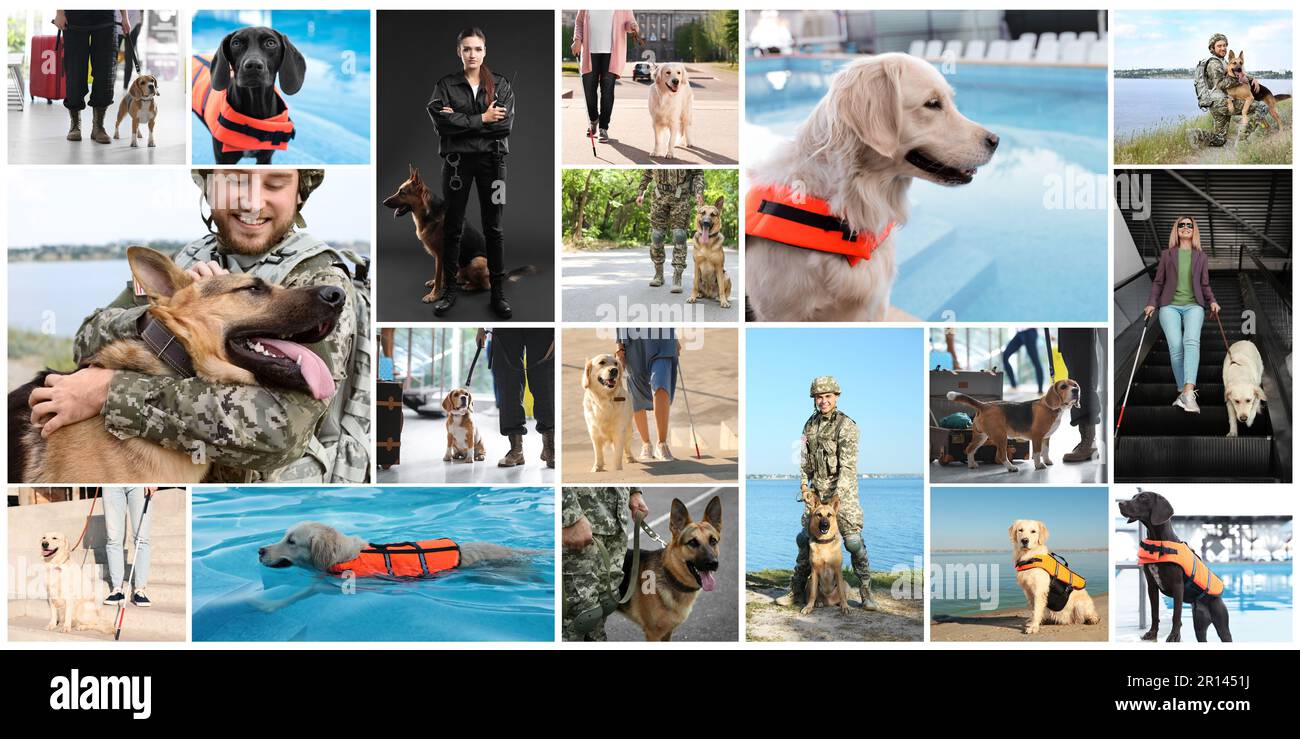 Collage con foto di persone con cani di servizio, banner design Foto Stock