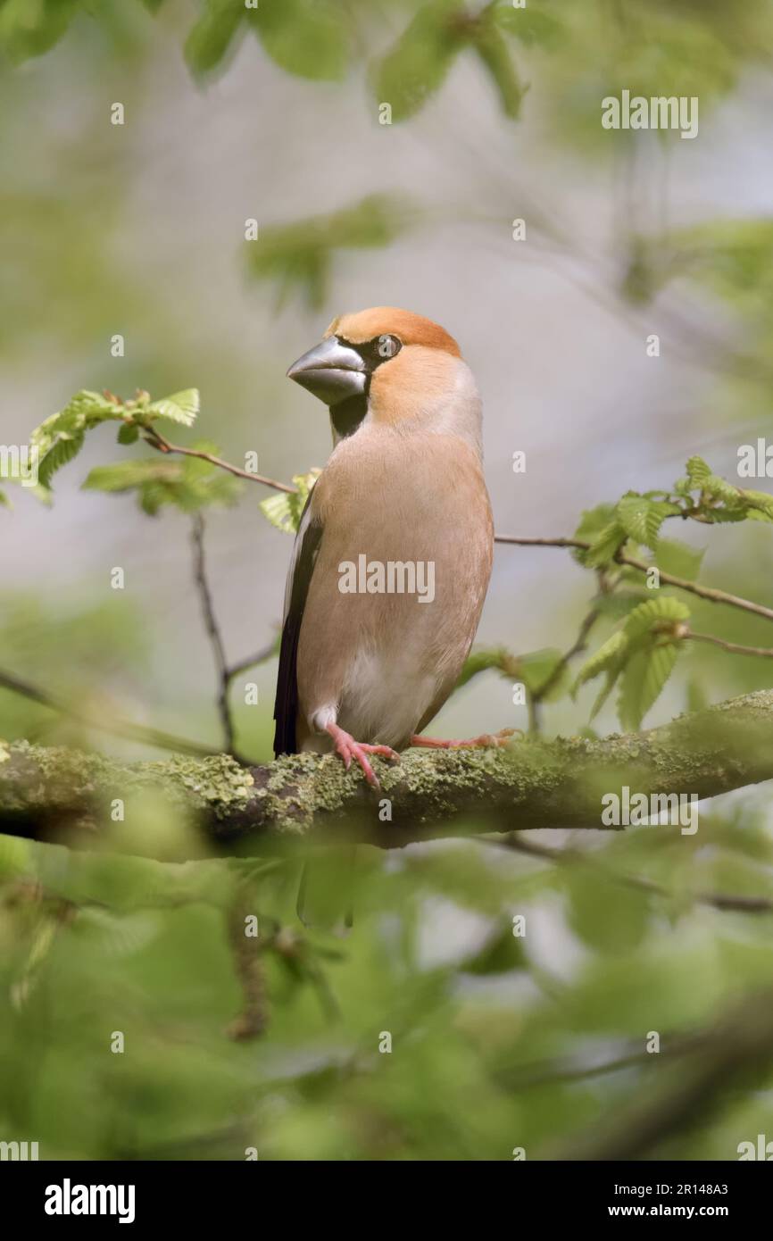 in abito da allevamento... Hawfinch ( Coccothraustes coccothraustes ), re di finche, uccello maschio in ambiente naturale nella foresta Foto Stock