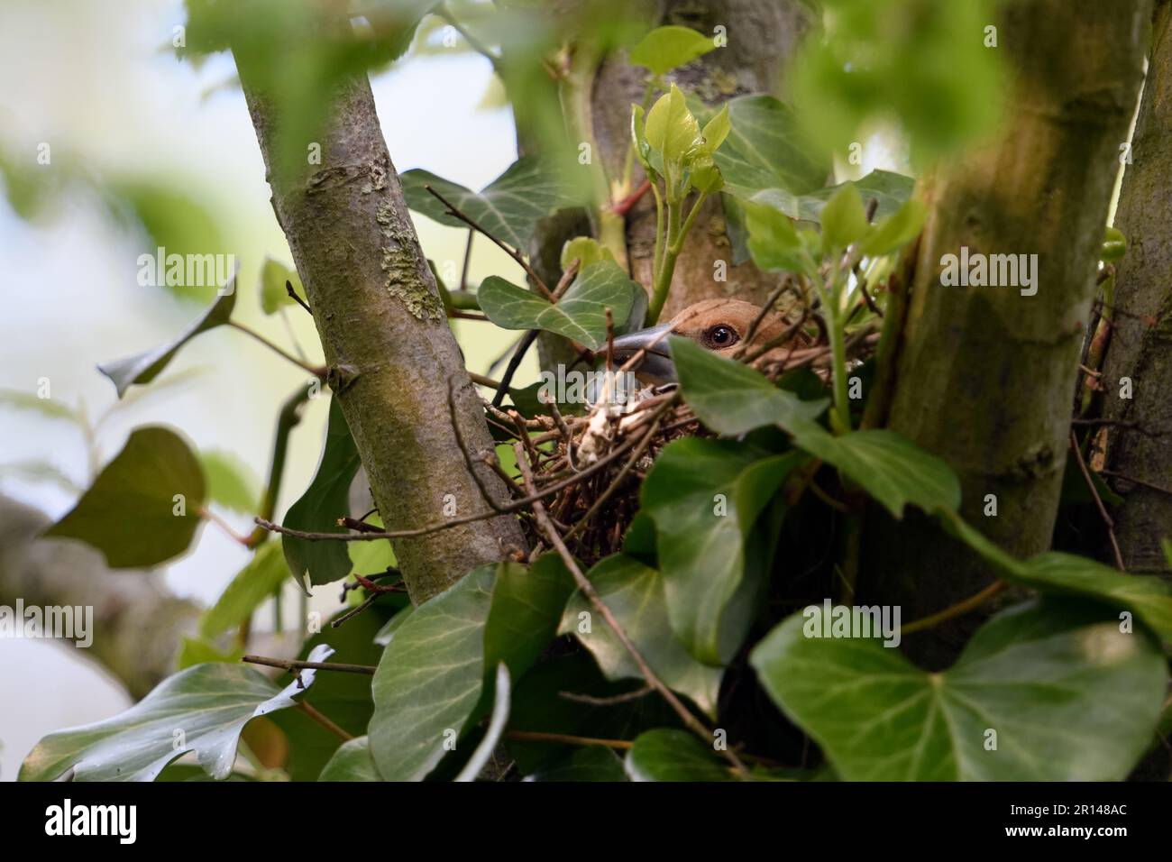 allevamento... Hawfinch ( Coccothraustes coccothraustes ), femmina, uccello adulto su nido Foto Stock