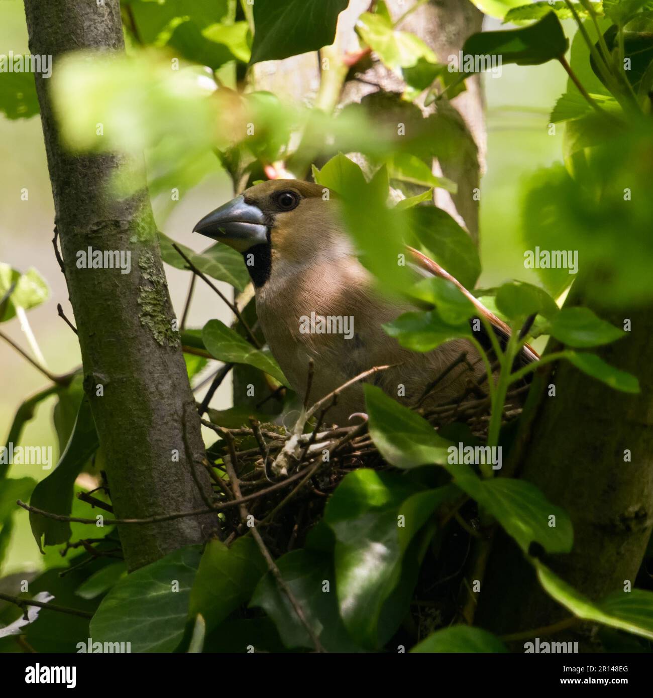 lasciando il nido... Hawfinch ( Coccothraustes coccothraustes ), uccello adulto femmina durante la stagione di riproduzione Foto Stock