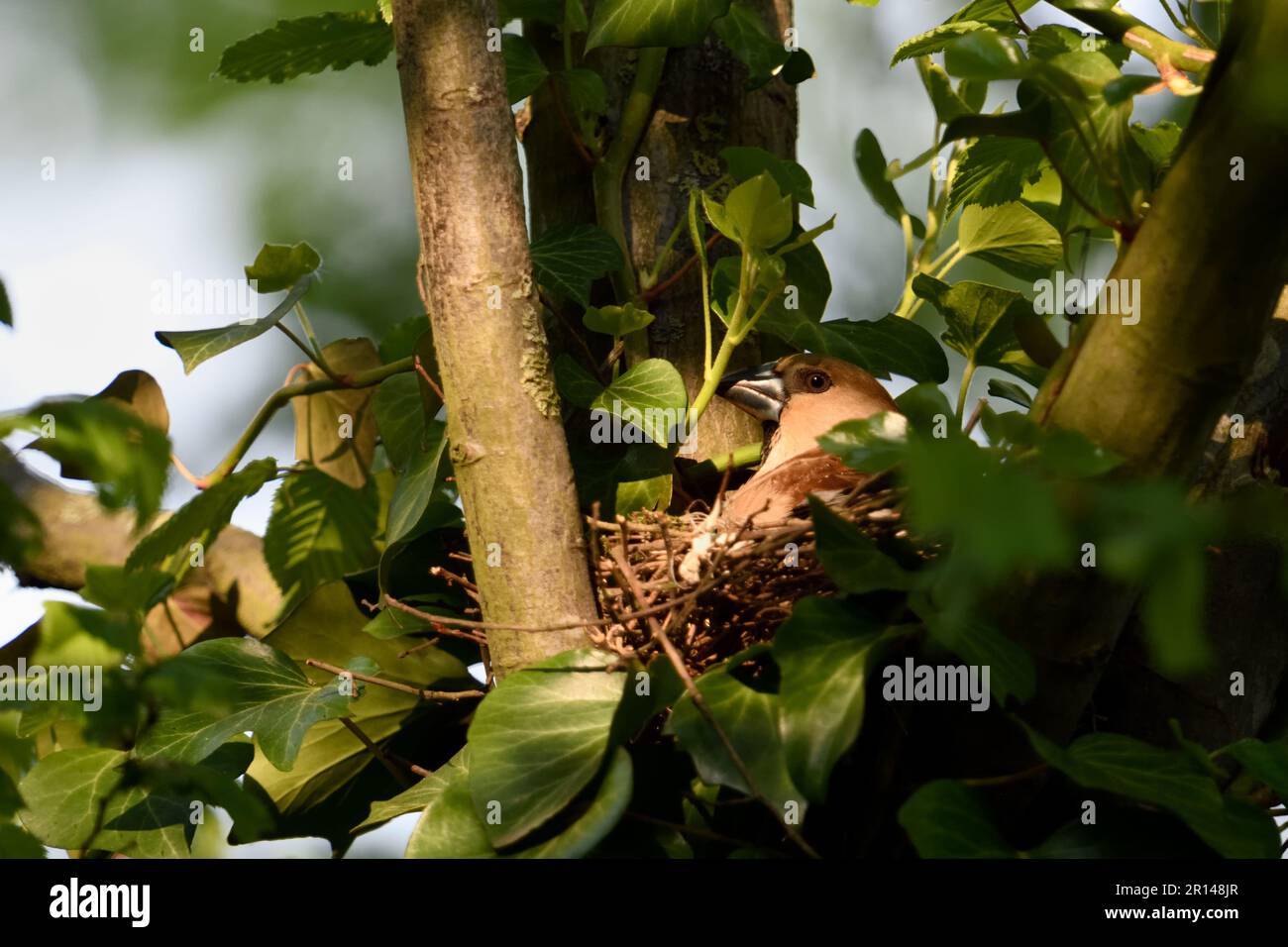 ben nascosto... Hawfinch ( Coccothraustes coccothraustes ) su nido, uccello adulto femmina nidificante, allevamento Foto Stock