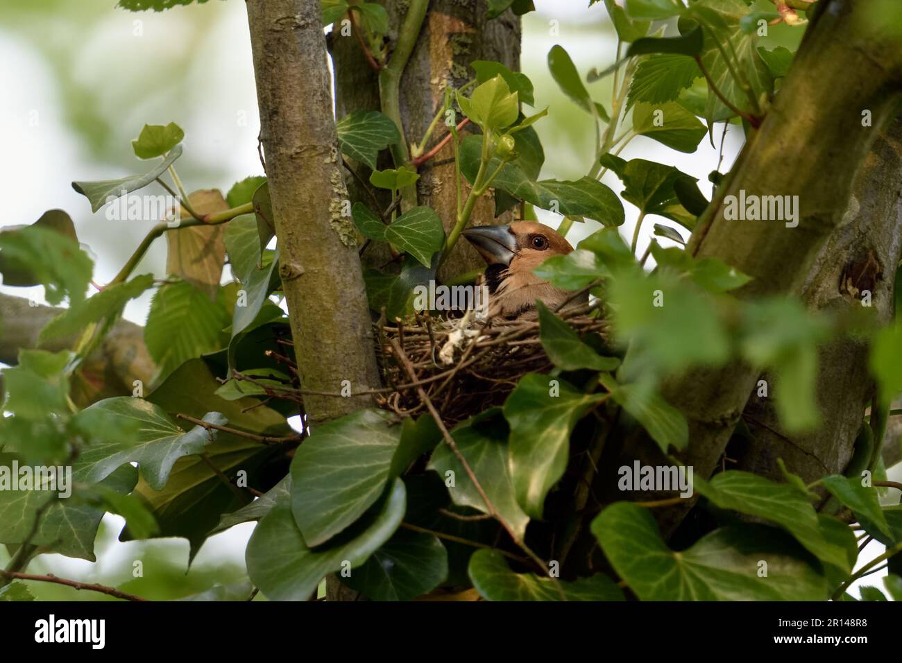 Tempo di nidificazione... Hawfinch ( Coccothraustes coccothraustes ), uccello adulto femmina sul nido Foto Stock
