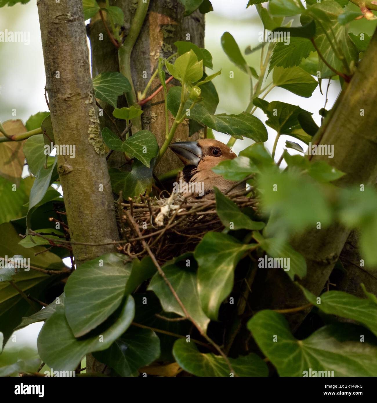 Tempo di nidificazione... Hawfinch ( Coccothraustes coccothraustes ), uccello adulto femmina sul nido Foto Stock