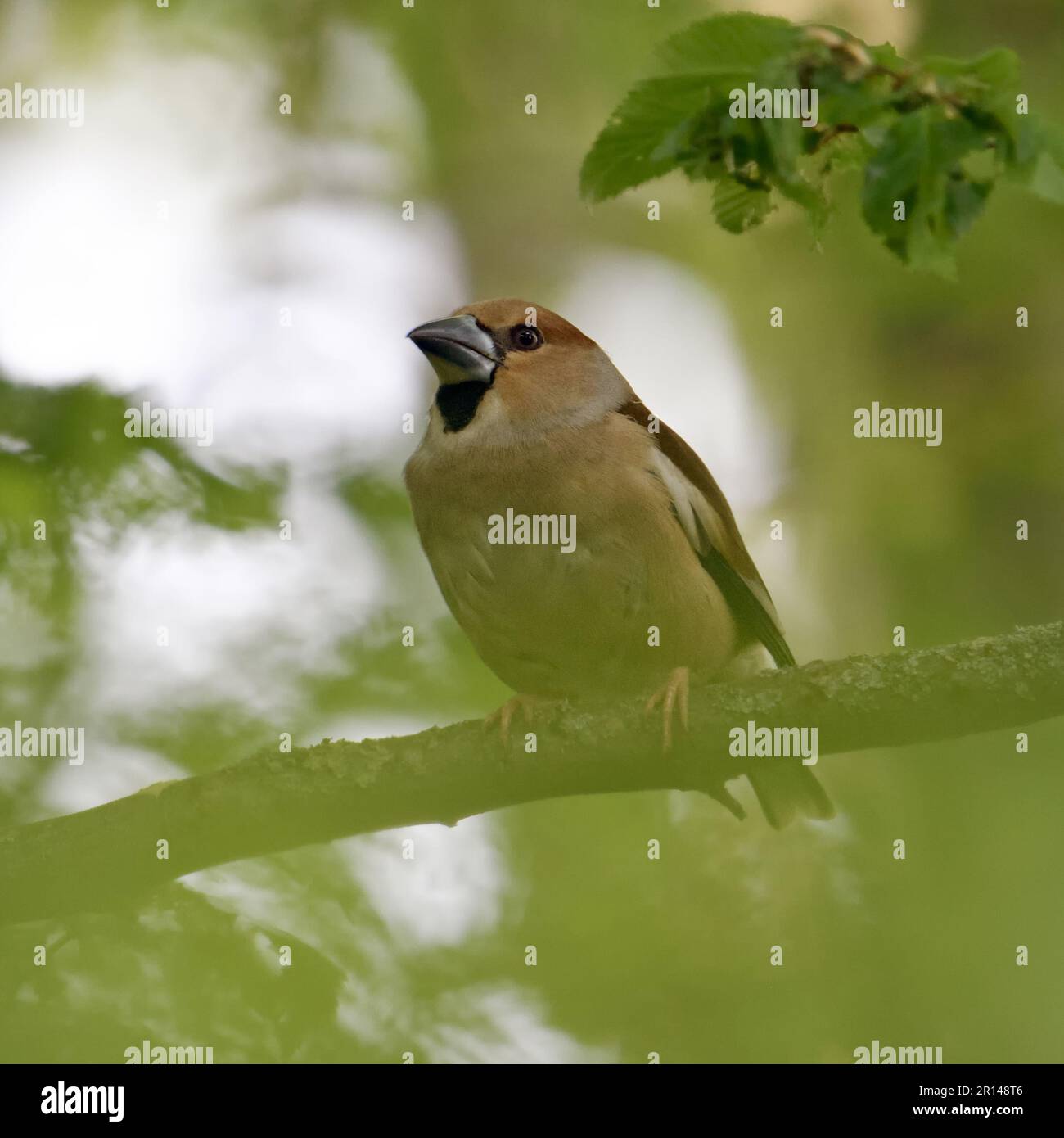 uccello segreto... Hawfinch ( Coccothraustes coccothraustes ), uccello adulto femmina sulle cime degli alberi, nel baldacchino frondoso della foresta Foto Stock