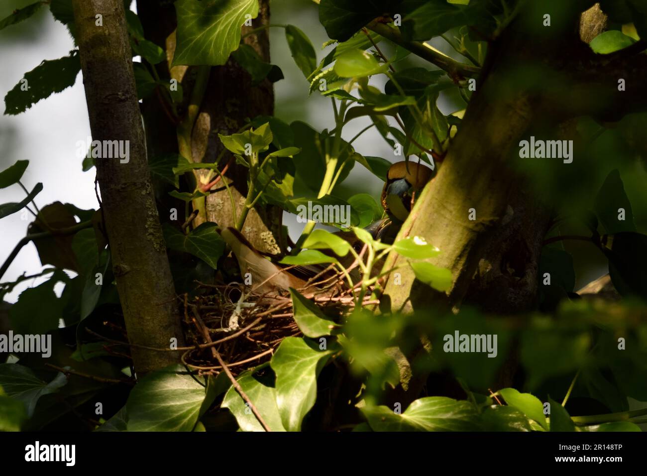 misterioso... Hawfinch ( Coccothraustes coccothraustes ), femmina che mangia maschio durante la stagione riproduttiva Foto Stock