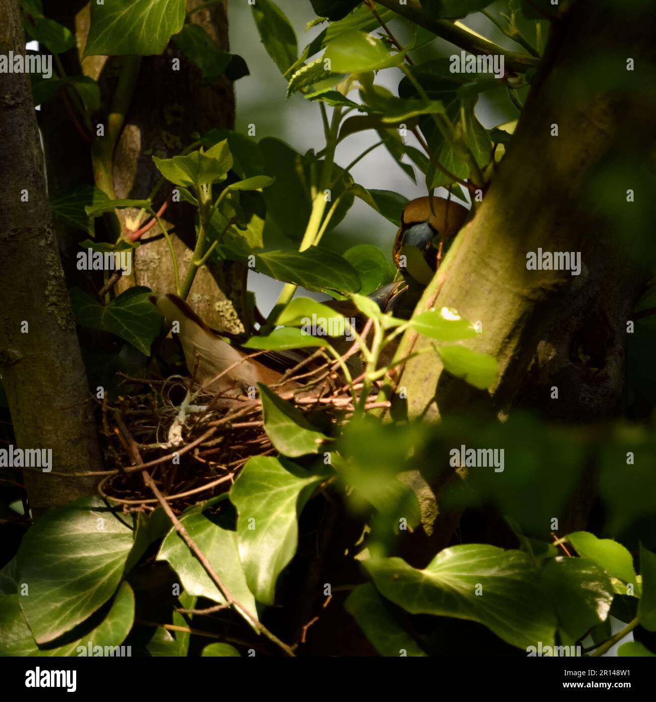 misterioso... Hawfinch ( Coccothraustes coccothraustes ), femmina che mangia maschio durante la stagione riproduttiva Foto Stock