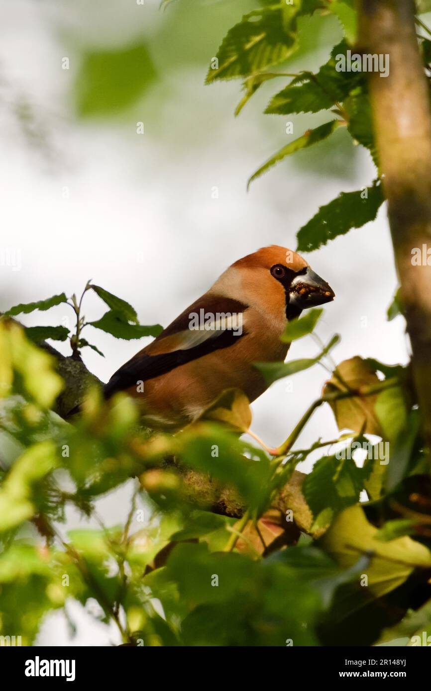 Condivisione attività... Hawfinch ( Coccothraustes coccothraustes ), maschio che si prende cura di femmina durante la stagione di riproduzione Foto Stock